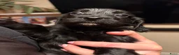 Cocker Spaniel dogs for sale: 6 Week old Working Cocker Spaniel Puppies - Advert 11