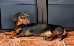 Miniature Dachshund dogs for sale: Male Miniature Dachsund - Image 10