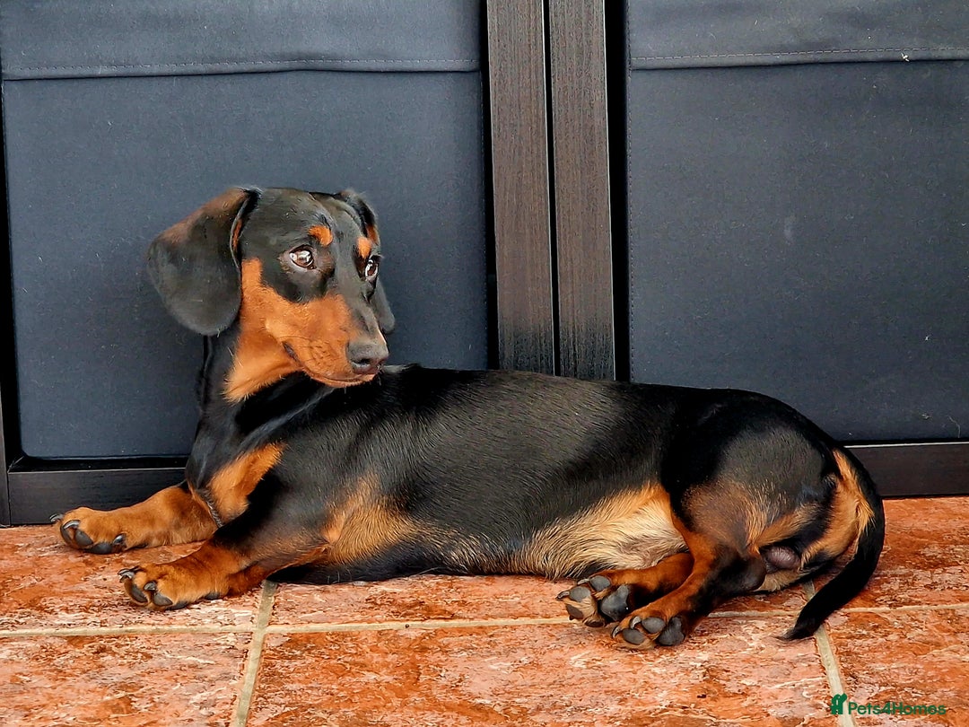 Miniature Dachshund dogs for sale: Male Miniature Dachsund - Image 10