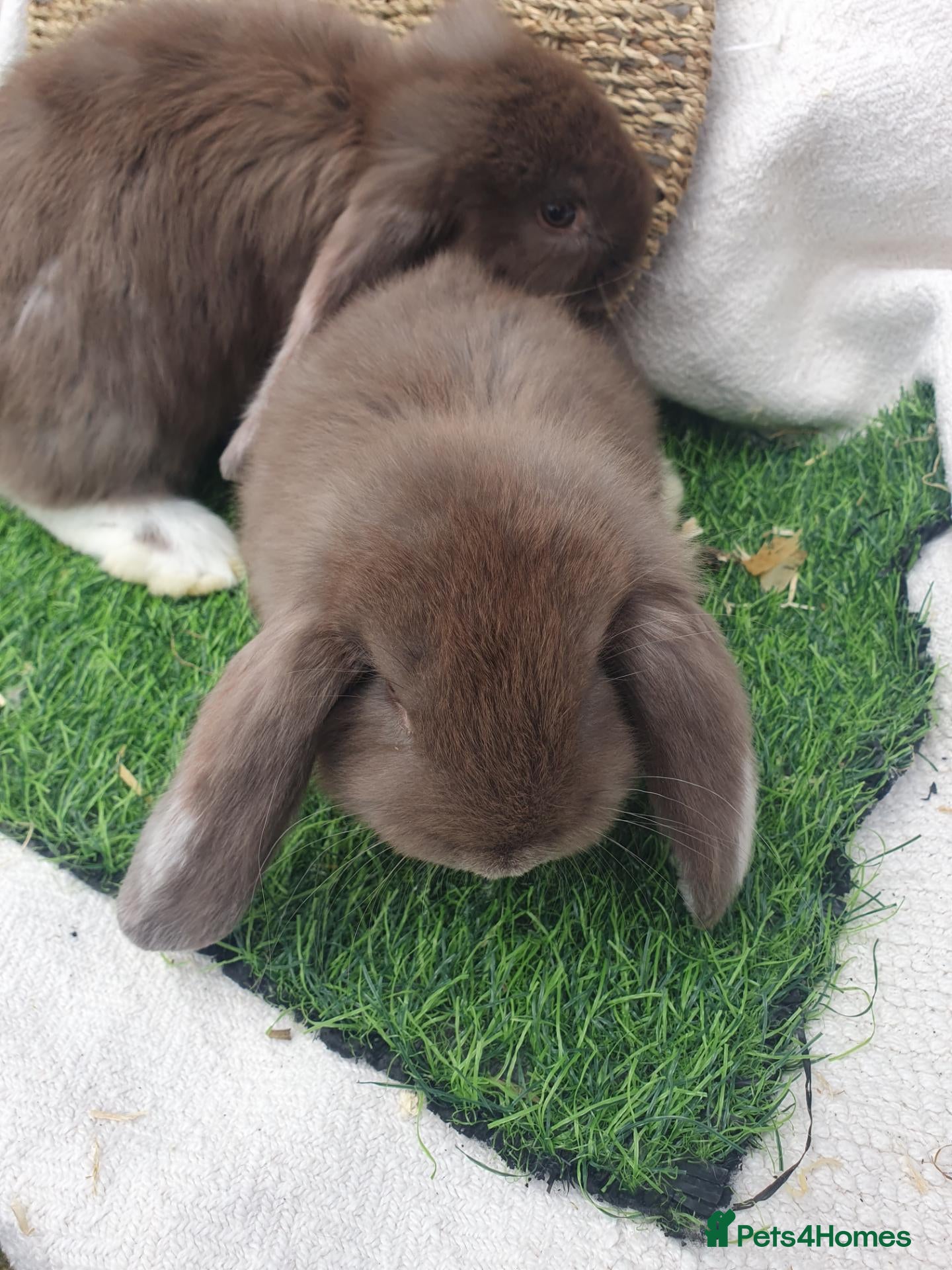French Lop rabbits Giant French Lop babies - Advert 2