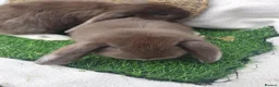 French Lop rabbits for sale: Giant French Lop babies - Advert 2