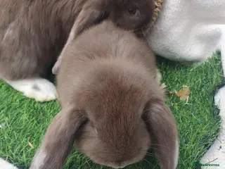 French Lop rabbits Giant French Lop babies - Advert 2