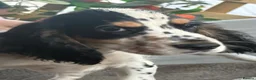 Cocker Spaniel dogs for sale: Kc registered  - Advert 5