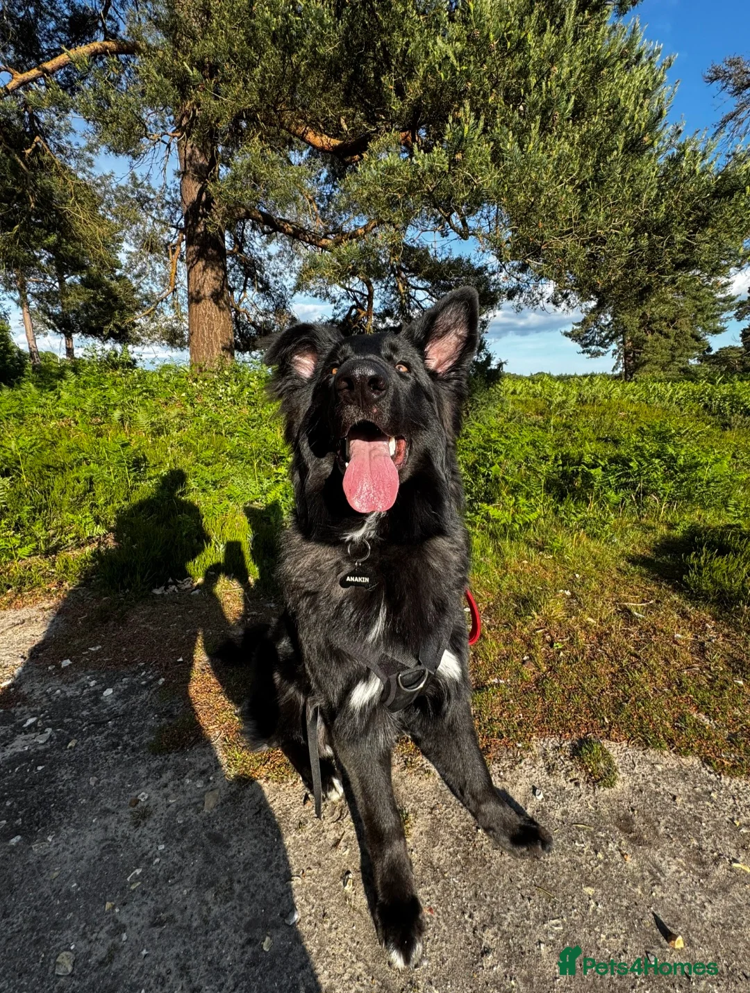 German Shepherd dogs for sale: Beautiful German shepherd needs home - Advert 3