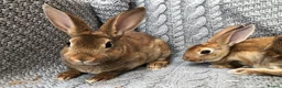 Rex rabbits for sale: Beautiful velvet mini Rex & Rex rabbits - Advert 17