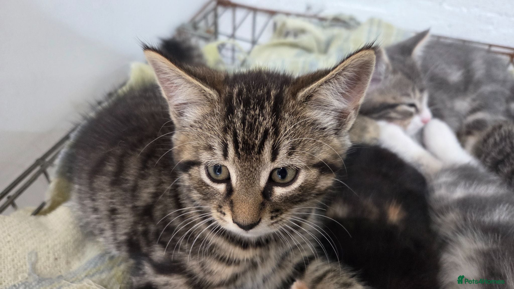 Mixed Breed cats Adorable mixed breed kittens for sale - Advert 2