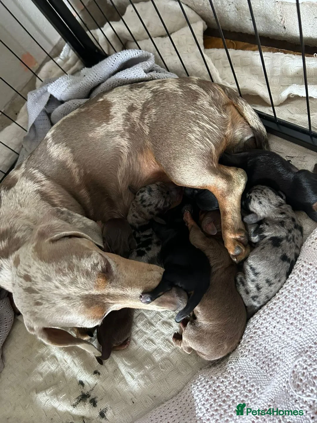 Miniature Dachshund dogs for sale: Adorable Miniature Dachshund Puppies - Advert 1