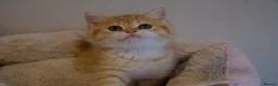 British Shorthair cats for sale: BSH Golden boys TICA Reg  - Advert 16