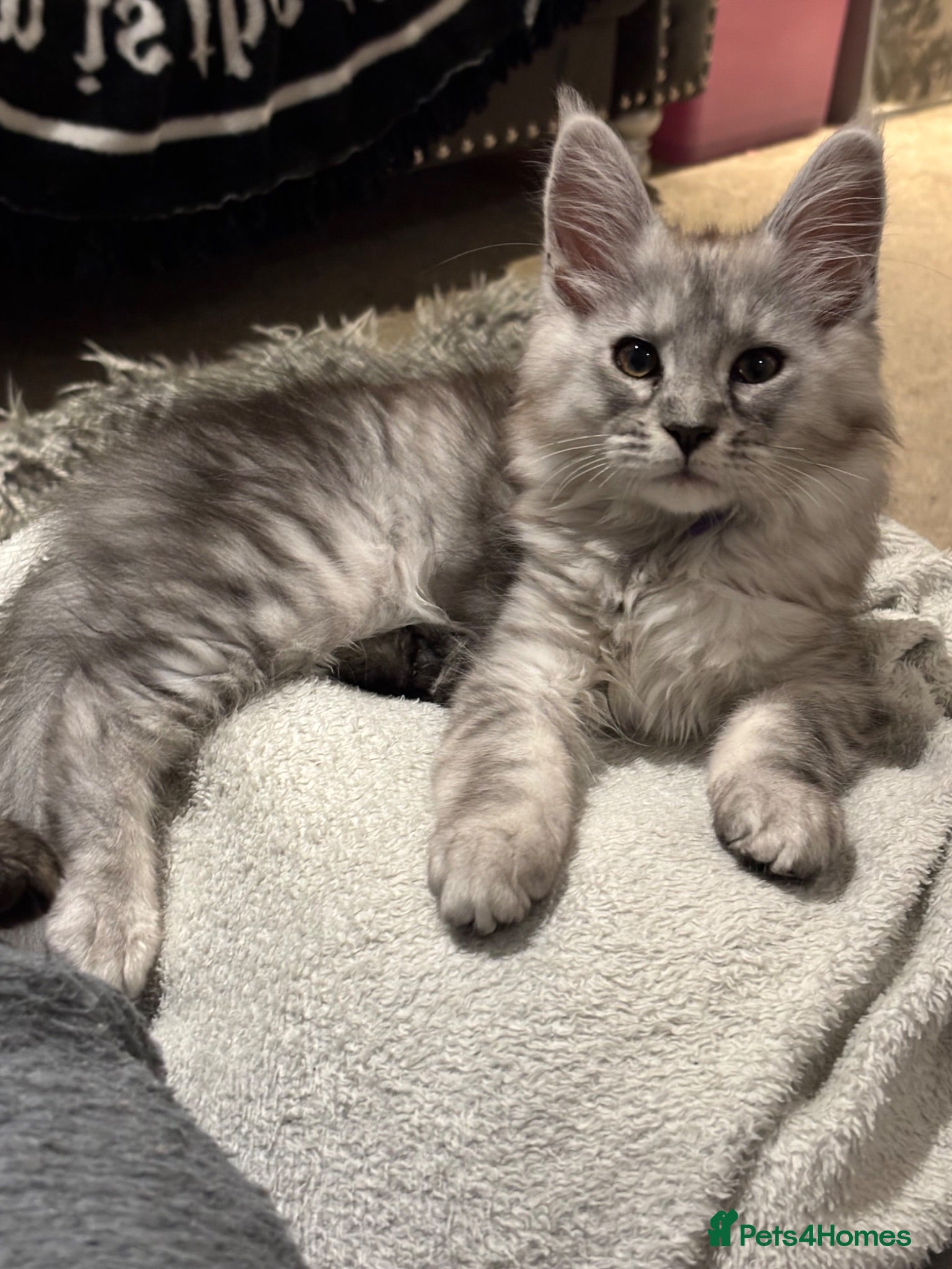 Maine Coon cats 7 x Pure Maine Coon kittens ready to adopt - Advert 11