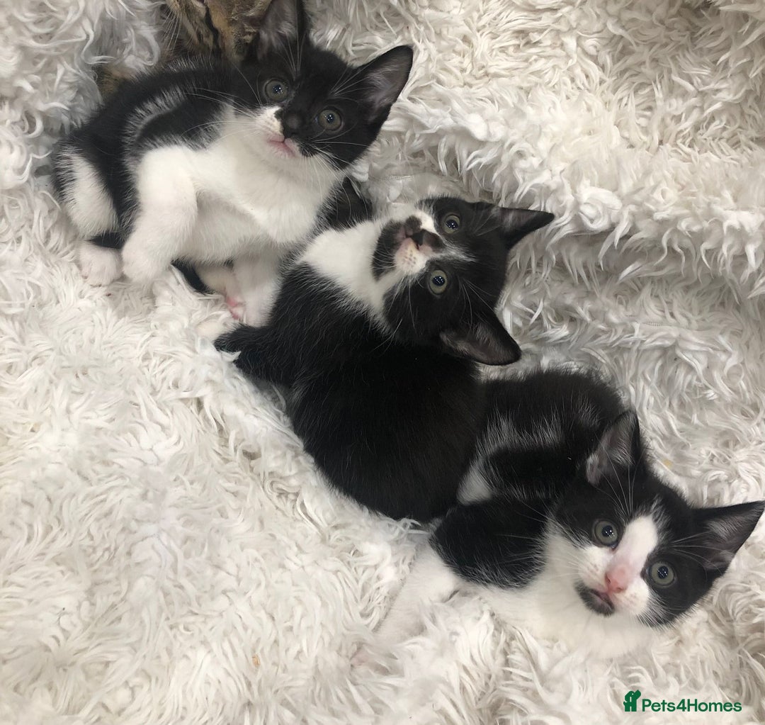 Mixed Breed cats for sale: Lovely kittens 8 weeks old  - Image 15
