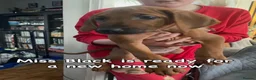 Rhodesian Ridgeback dogs for sale: 3 beautiful Rhodesian Ridgeback girls  - Advert 3