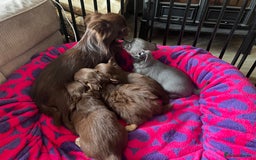 Chihuahua dogs for sale: *** Amazing quality very small Chihuahua’s *** - Image 17