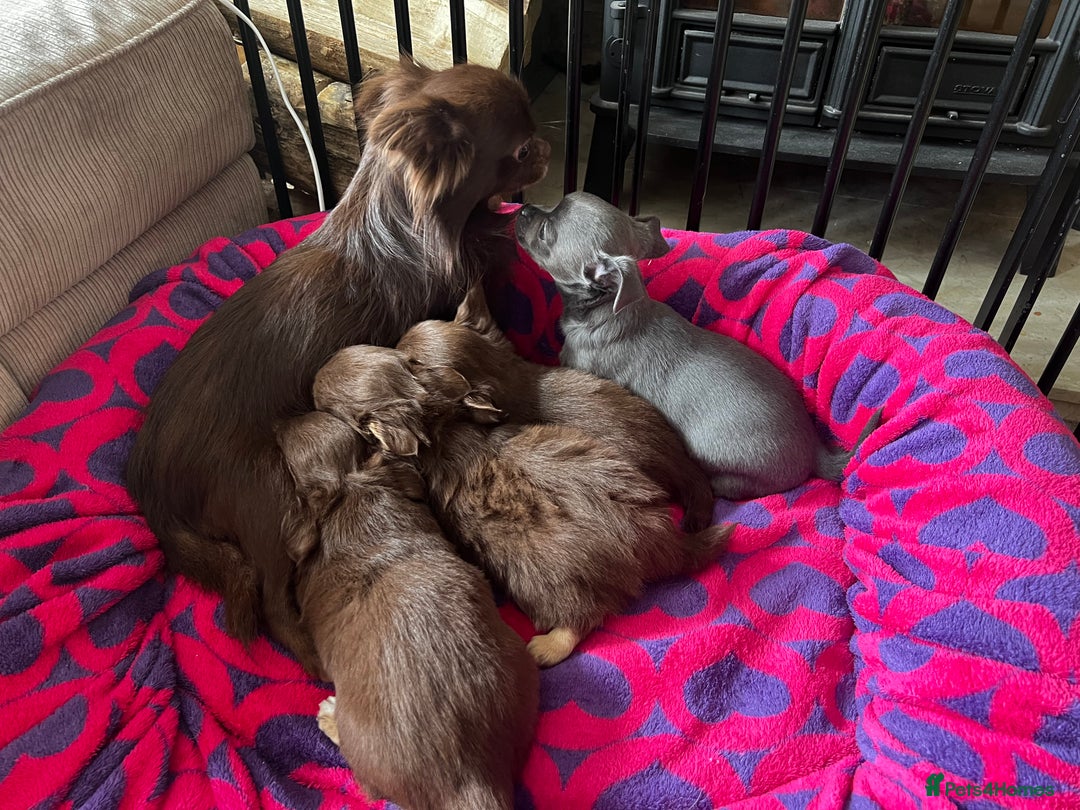 Chihuahua dogs for sale: *** Amazing quality very small Chihuahua’s *** - Image 17