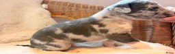 Mixed Breed dogs for sale: The most beautiful Beddie x whippet x collie  - Advert 8