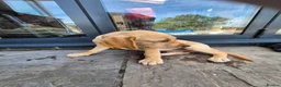 Labrador Retriever dogs for sale: Labrador pups - Advert 25