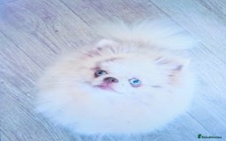 Pomeranian dogs for sale: Outstanding toy size poms - Image 9