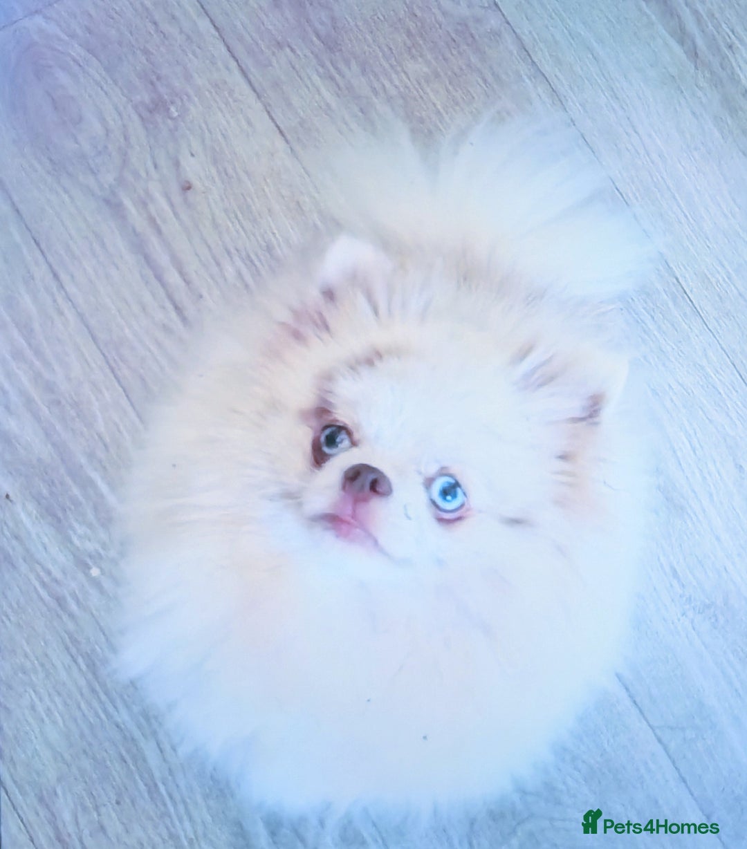 Pomeranian dogs for sale: Outstanding toy size poms - Image 9