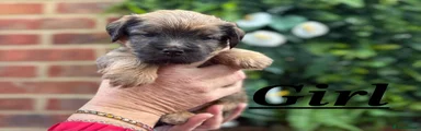 Norfolk Terrier 3