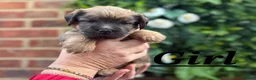 Norfolk Terrier dogs for sale: Northfork terrier puppy's  - Advert 9