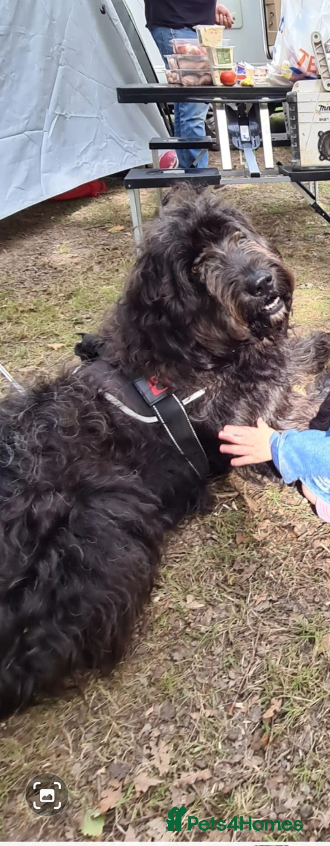 Mixed Breed dogs for sale: Otis - Shepadoodle in Swindon - Advert 9