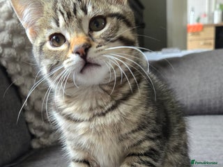 Mixed Breed cats - Advert 25