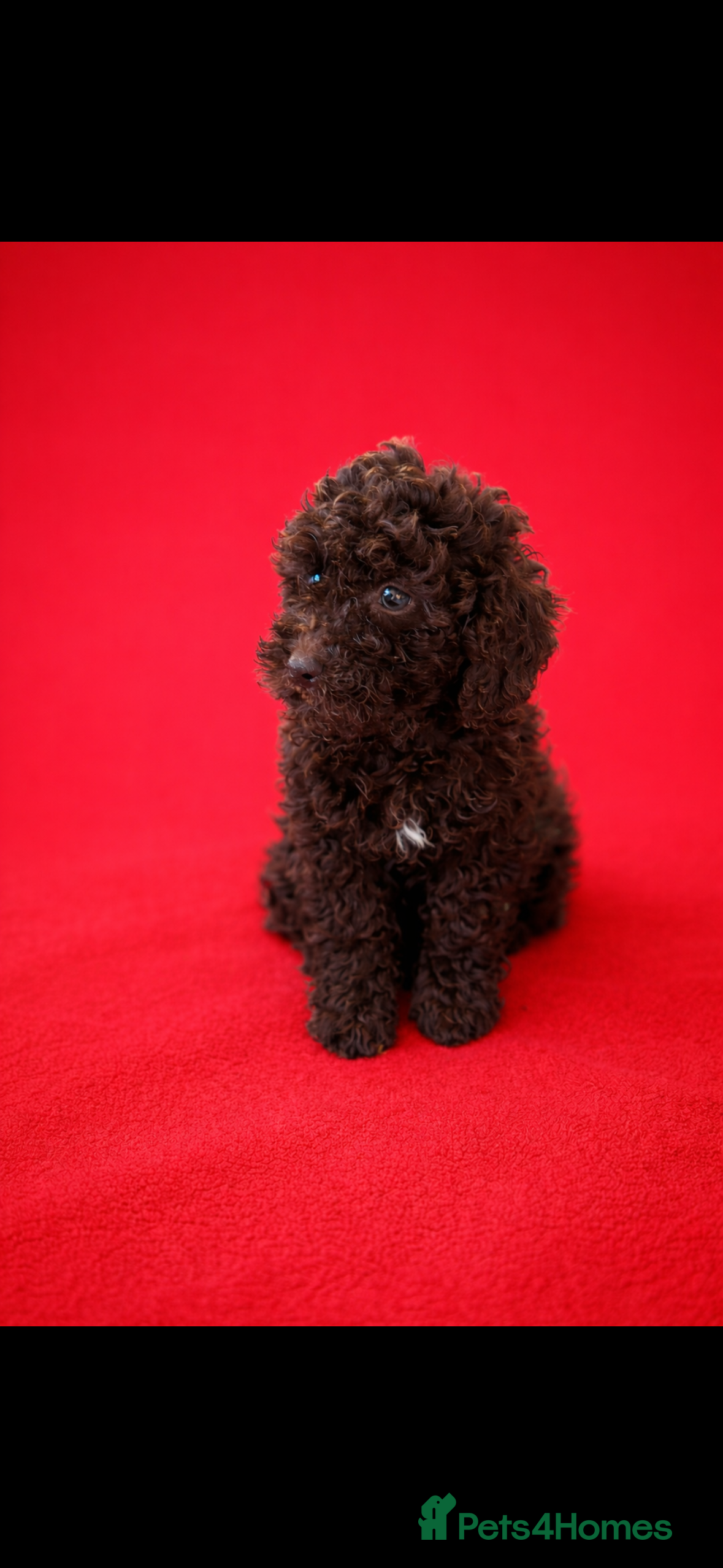 Cockapoo dogs Stunning  chocolate cockapoo puppies - Advert 2