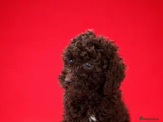Cockapoo dogs Stunning chocolate cockapoo puppies - Advert 2