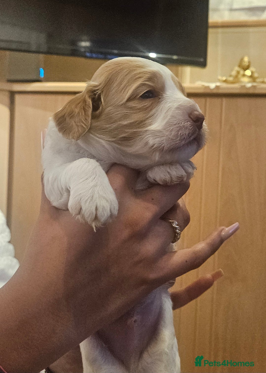 Cockapoo dogs for sale: Beautiful/healthy F1 cockapoo’s.3 girls🩷3 boys🩵 - Image 5