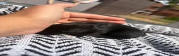 Mini Lion Lop rabbits for sale: Mini lion lops  - Advert 17