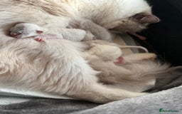 Ragdoll cats for sale: WORLD BEATIFUL RAGDOLL KITTEN/FIFe - Image 27