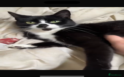 Mixed Breed cats for sale: Female cat 3 years old for sale  - Image 3