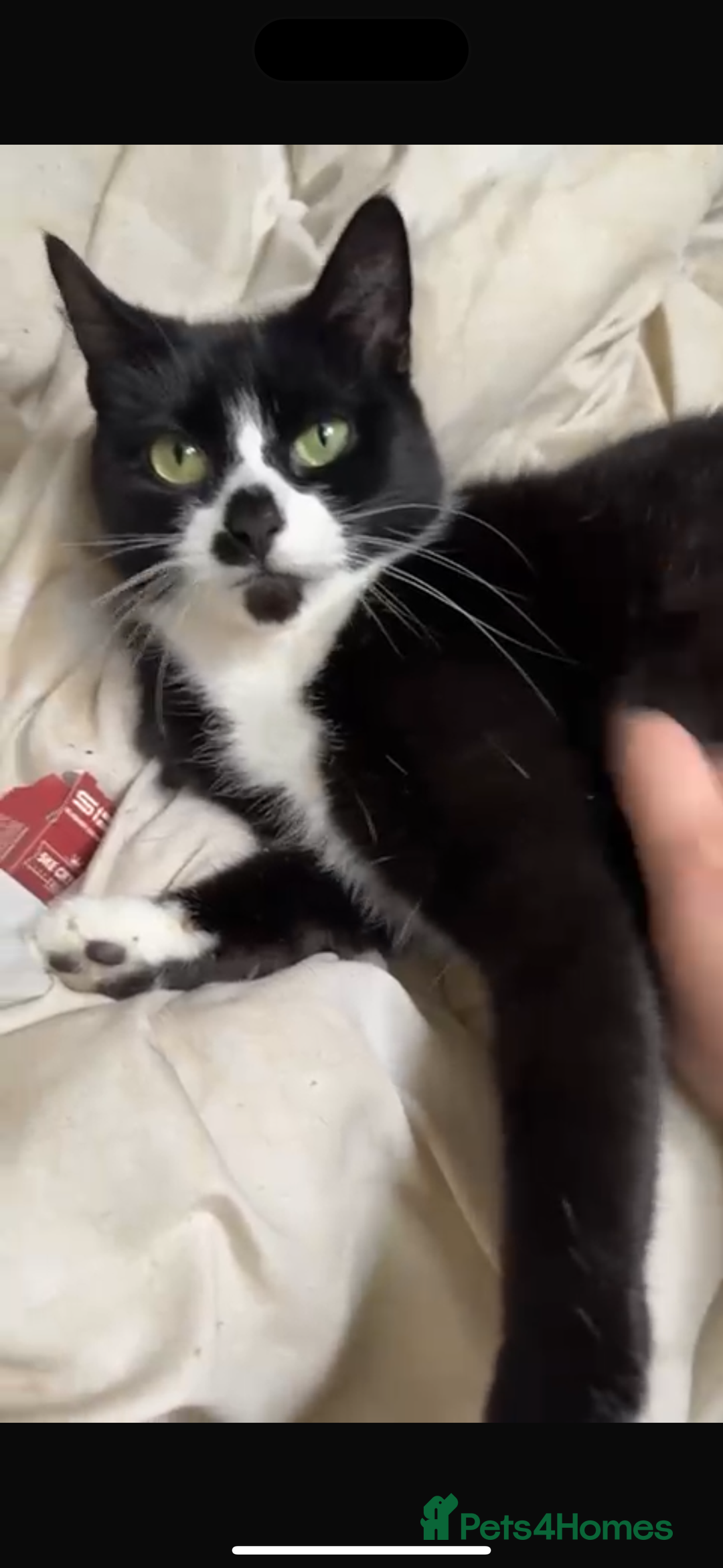 Mixed Breed cats for sale: Female cat 3 years old for sale  - Image 3