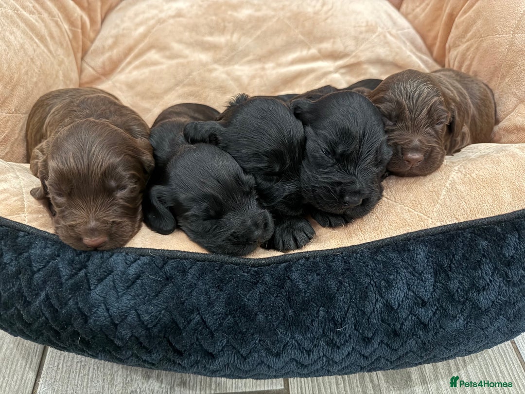 Cocker Spaniel dogs for sale: Working Cocker Spaniel Pups - Advert 10
