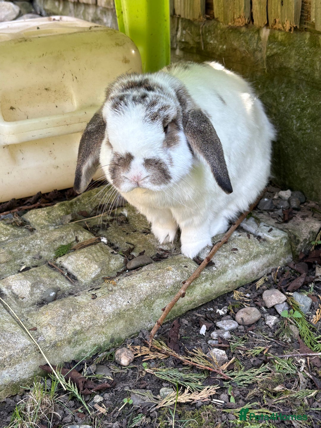 Mini Lop rabbits for sale: 2 x bonded mini male lops - Image 5