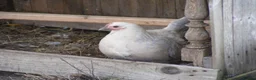 Hens poultry for sale: Bantam Hens -  Faverolles Pekins Sablepoot Sikies - Advert 2