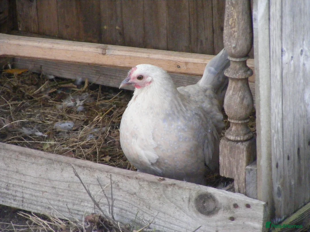 Hens poultry for sale: Bantam Hens -  Faverolles Pekins Sablepoot Sikies - Advert 2