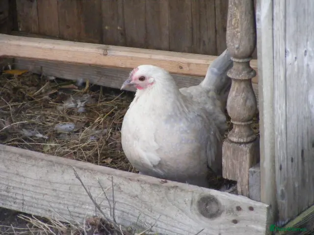 Hens poultry for sale: Bantam Hens - Faverolles Pekins Sablepoot Sikies - Advert 2