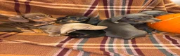 Miniature Dachshund dogs for sale: Dachshund Puppies - Advert 16