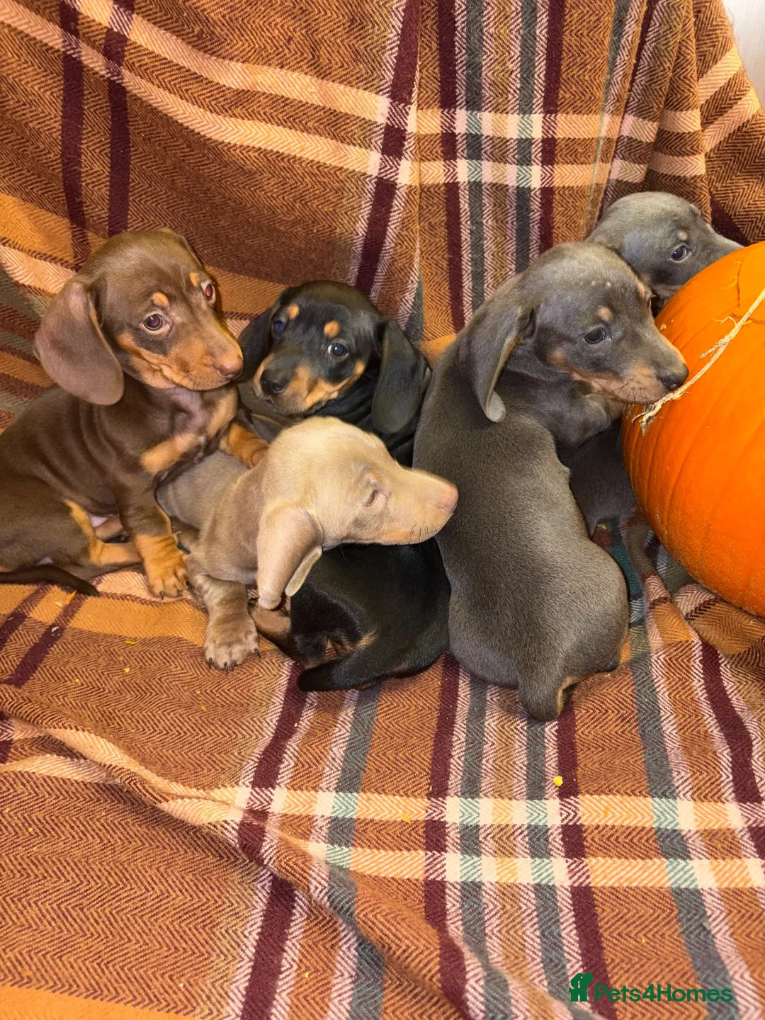 Miniature Dachshund dogs for sale: Dachshund Puppies - Advert 16