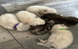 Scottish Fold cats for sale: Scottish Fold/Straight Kittens For Sale  - Image 4