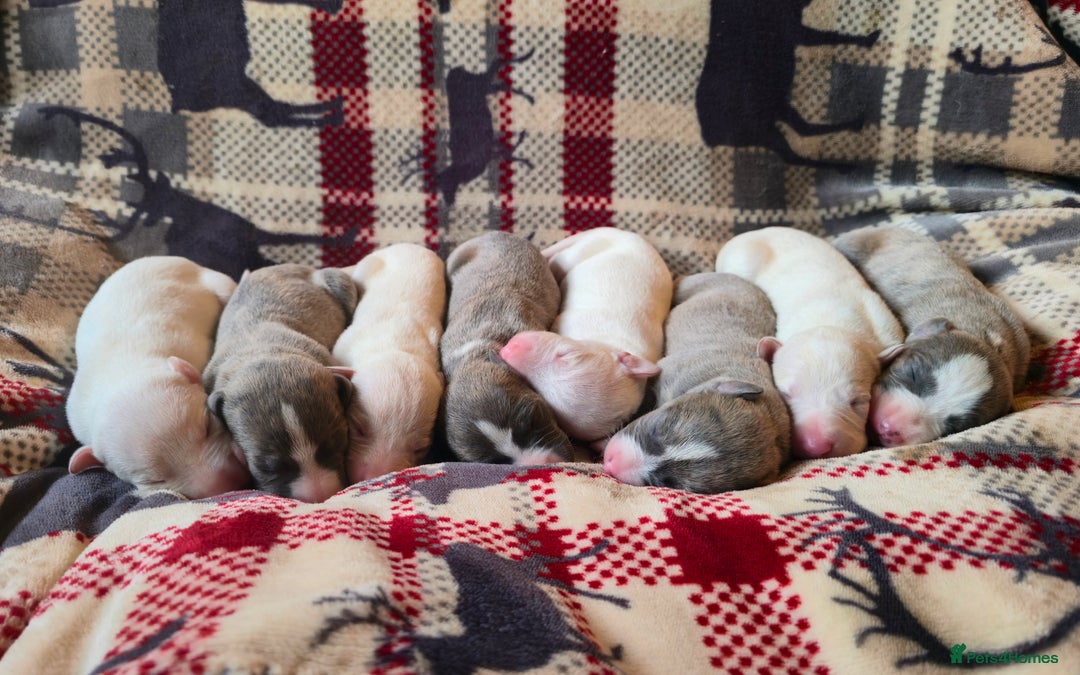 Whippet dogs for sale: KC Registered Small Whippet Puppies - Advert 1