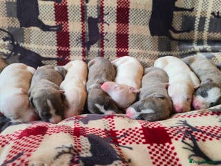 Whippet dogs KC Registered Small Whippet Puppies - Advert 2