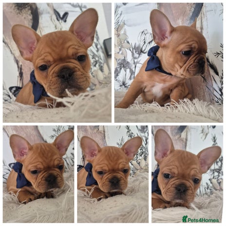 French Bulldog dogs - Advert 3