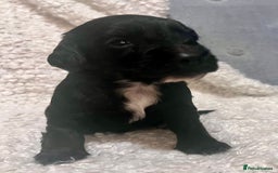 Cocker Spaniel dogs for sale: Fully health tested KC reg working Cocker Spaniels - Image 17