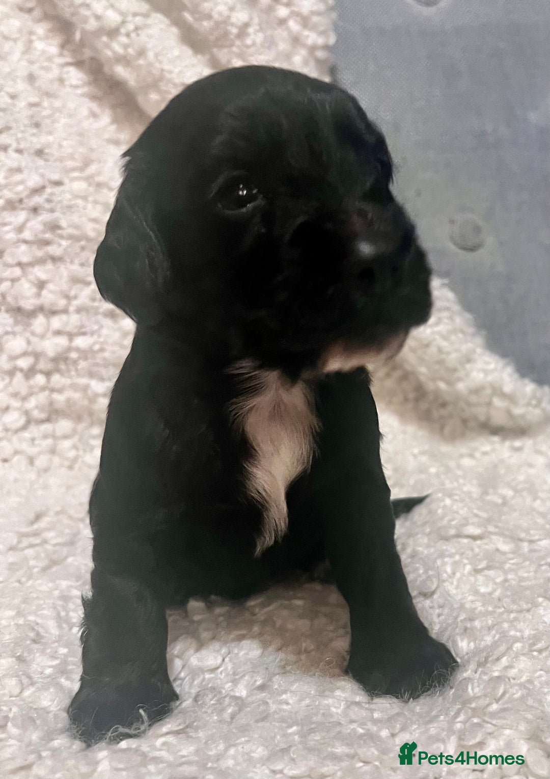 Cocker Spaniel dogs for sale: Fully health tested KC reg working Cocker Spaniels - Image 17