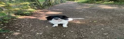 Mixed Breed dogs for sale: Male neutered sprocker cross to be rehomed - Advert 3
