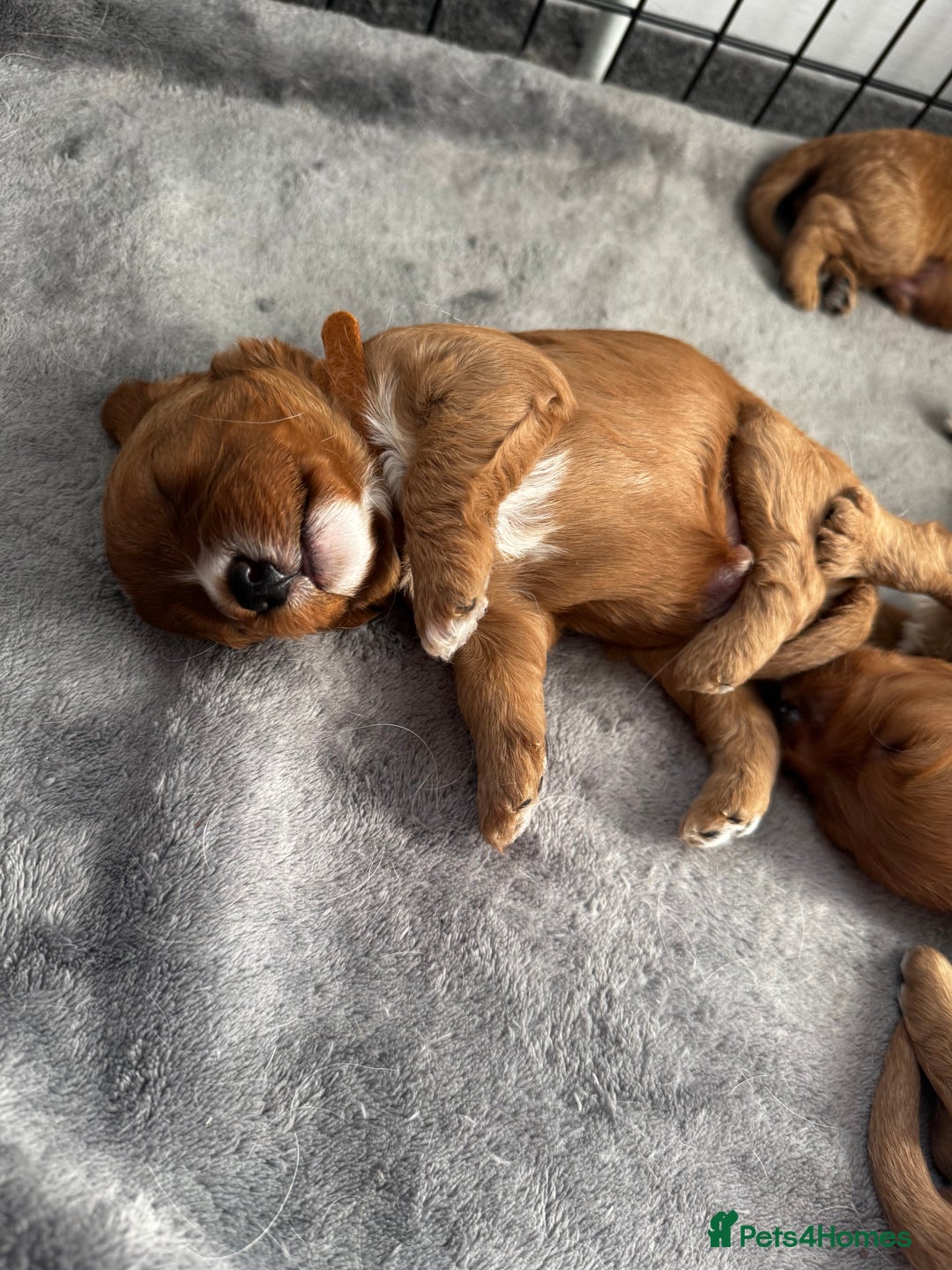 Cavapoo dogs for sale: Red Cavapoo Puppies 4 males 1 female Left - Image 15