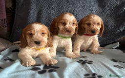 Cocker Spaniel dogs for sale: Stunning show type cocker spaniel puppies  - Image 15