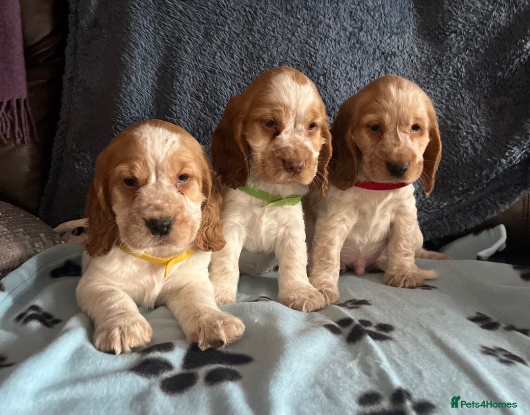 Cocker Spaniel dogs for sale: Stunning show type cocker spaniel puppies  - Image 15