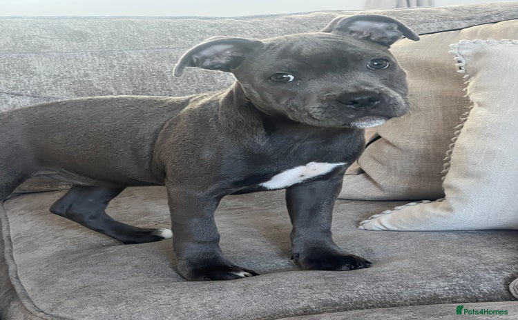 Staffordshire Bull Terrier dogs - Advert 8